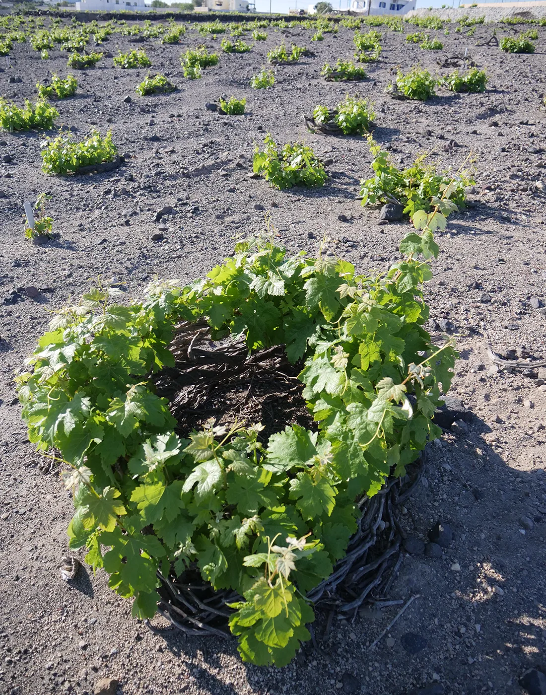 Vineyards with circular pruning system in the volcanic soil.