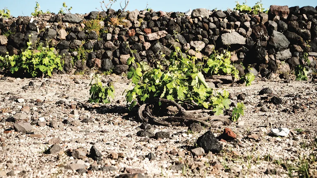 Vineyards with circular pruning system in the volcanic soil.