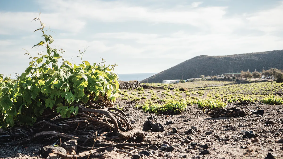 Vineyards with circular pruning system in the volcanic soil.